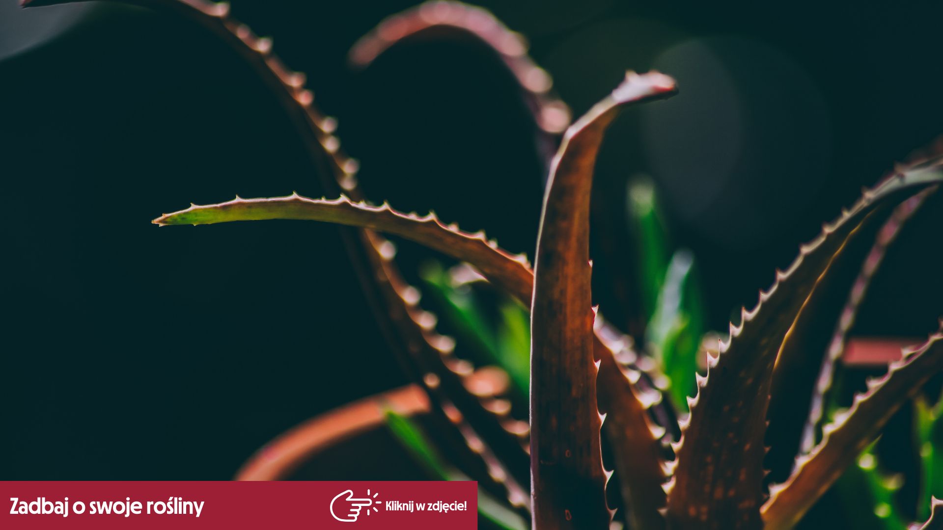 aloe vera für babys geeignet Bio-Aloe Vera Pflegegel für Kinder | Beruhigende Feuchtigkeitspflege main image 1