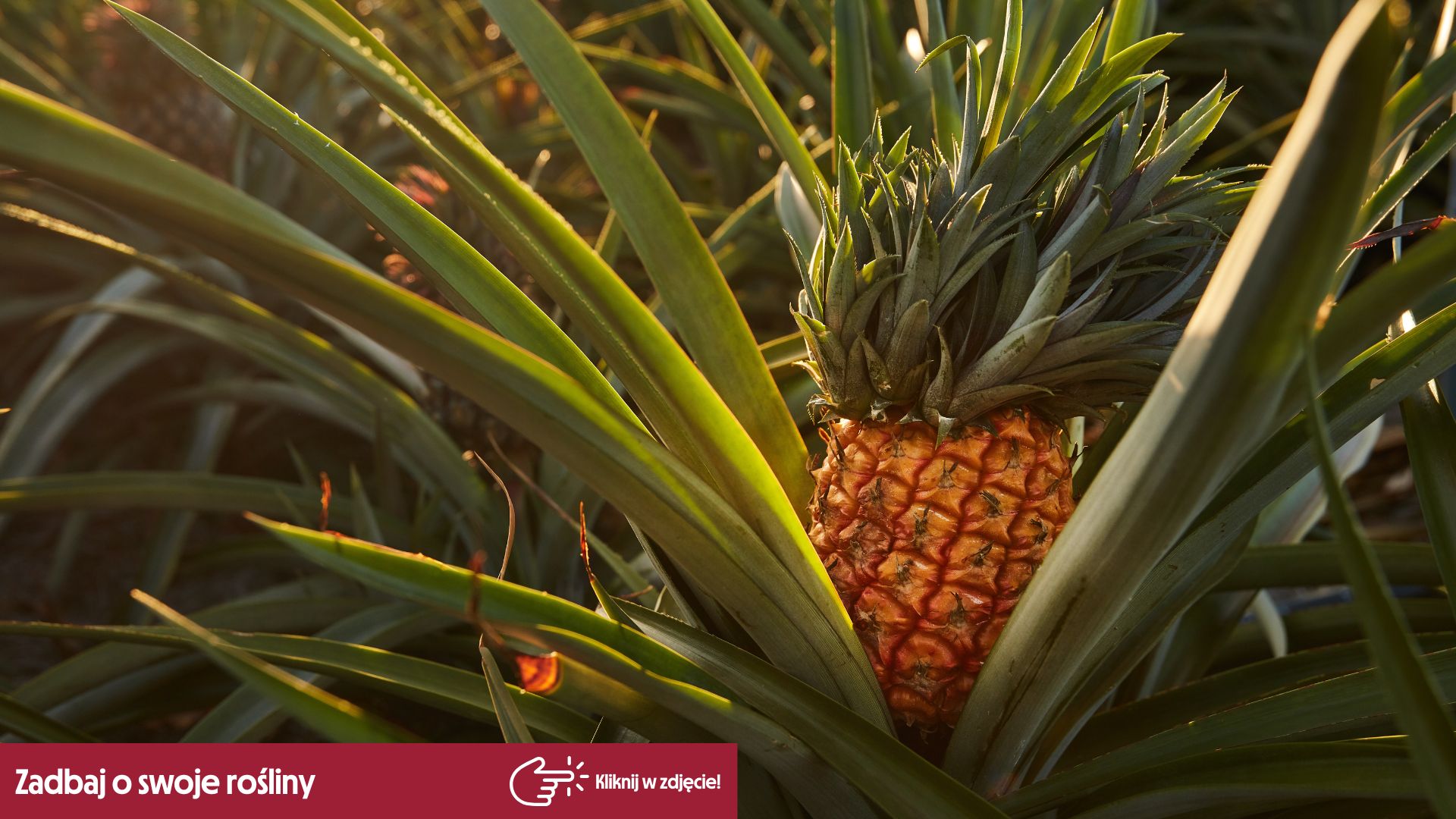 Jak i gdzie rośnie ananas?