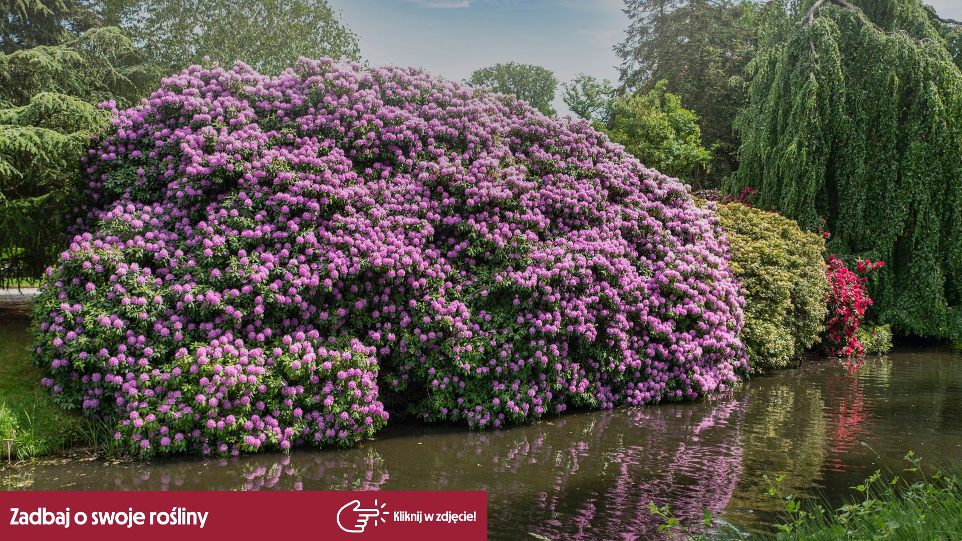 Rododendron  uprawa, wymagania, pielgnacja