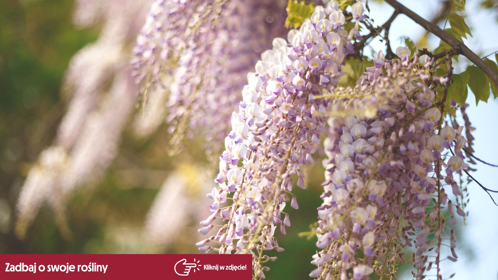 Wisteria  jak sadzi i jak dba?