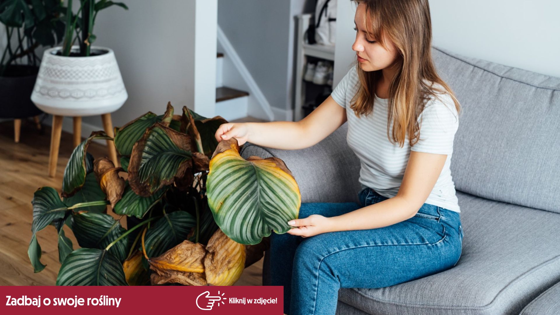 Kalatea (Calathea) w domu  jak o ni zadba?