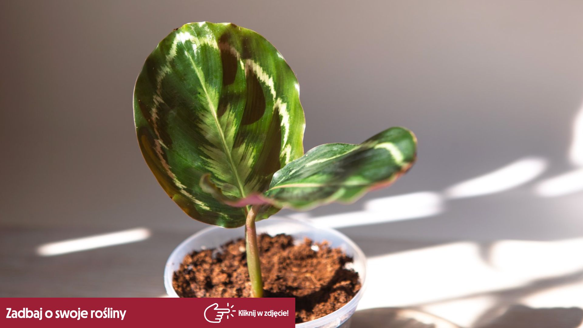 Kalatea (Calathea) w domu  jak o ni zadba?