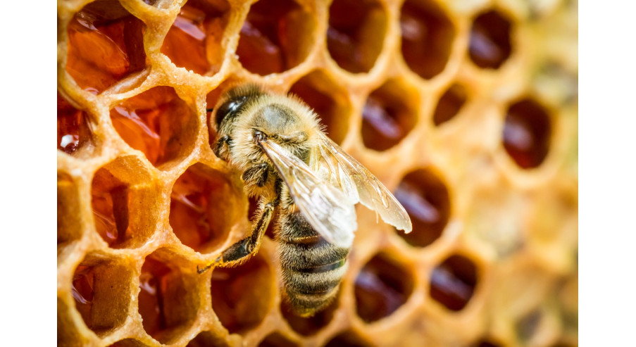 How can we differentiate the natural honey and the syntetic honey?